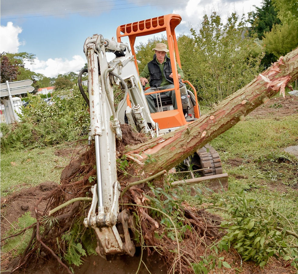 Worker digging up a tree with an excavator