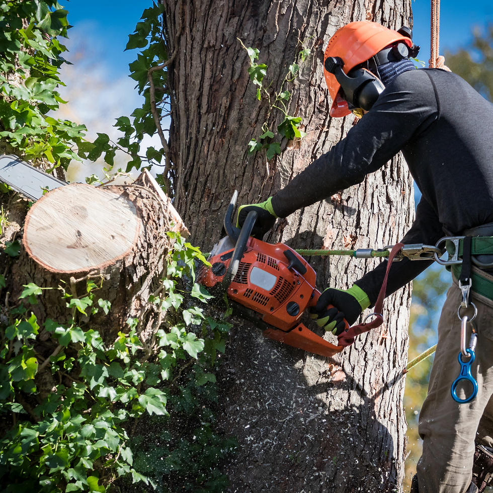 Tree removal expert sawing a log
