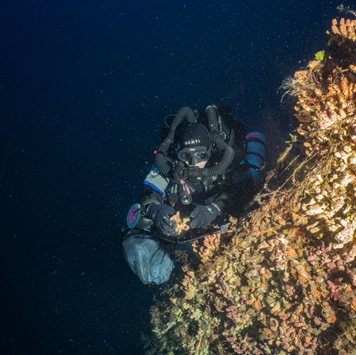At the crossroads of history and biology: shipwrecks as ecological hotspots