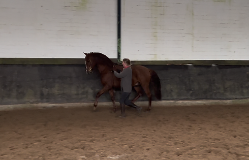 faires-pferdetraining-julia-weber-aachen-andalusier-handarbeit-bodenarbeit.png