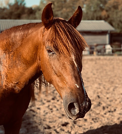 faires-pferdetraining-julia-weber-aachen-andalusier-fuchs-jungpferde-problemferde-training-bodenarbeit-freiarbeit-kurse-einzelunterrricht