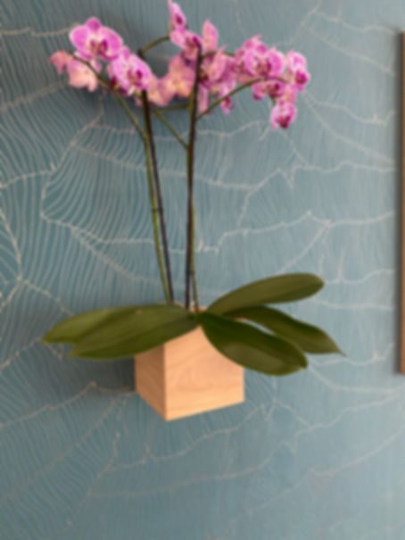 Vaso Cube, cubo in vero Rovere da appoggio o da appendere al muro disponibile in varie dimensioni