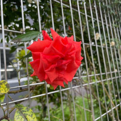 メンバーから皆様へ