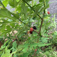 メンバーから皆様へ