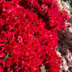 メンバーから皆様へ