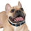 Thumbnail: Dog Collar