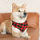 Thumbnail: Pet Bandana Collar