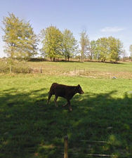 Vache.JPG