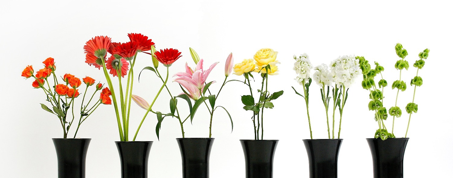 Gallery Warkworth Florist Briar Rose Flowers