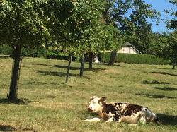 ノルマンディーの牛