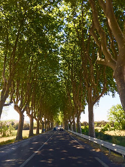 Platanes