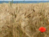 champ de blé