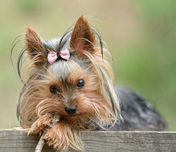 perros-yorkshire-terrier.jpg
