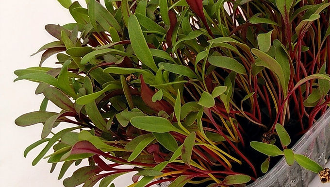 Graines de blette tricolore bio