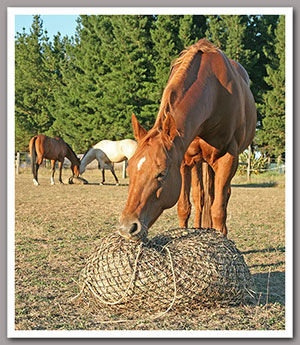 Thumbnail: Hay Savers