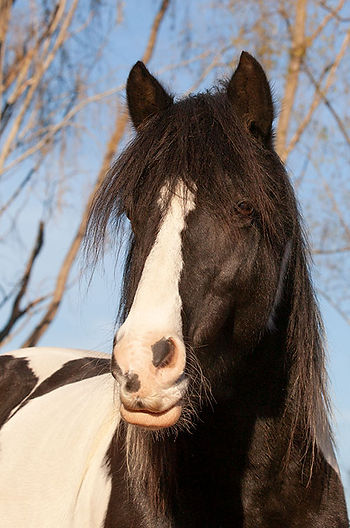 EMS horse
