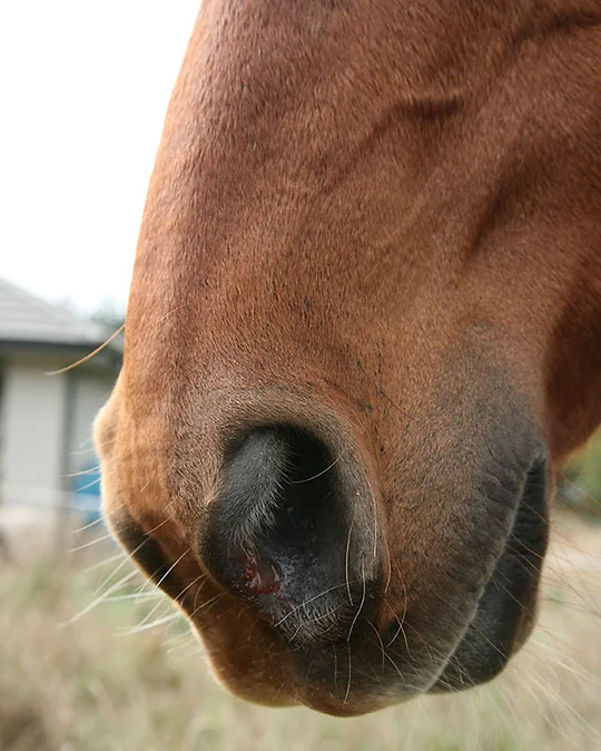 Pasture Heaves Calm Healthy Horses
