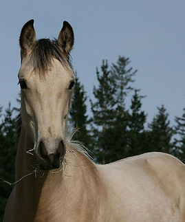 young horse care