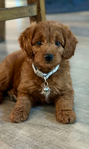 Mini Medium (Grey) Baxter