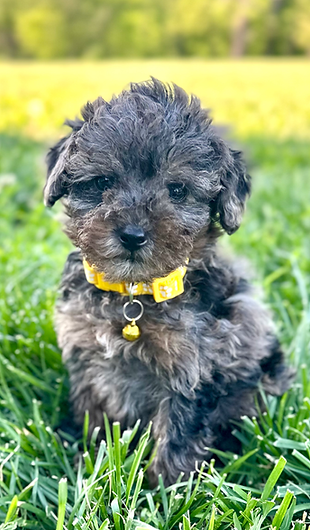 Toy Merle Male (Smokey)