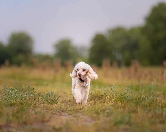 Bald Eagle Otter Lake Regional Park | Scruff Life Photo