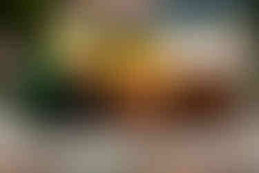 Three guinea pigs pose for a photo together.