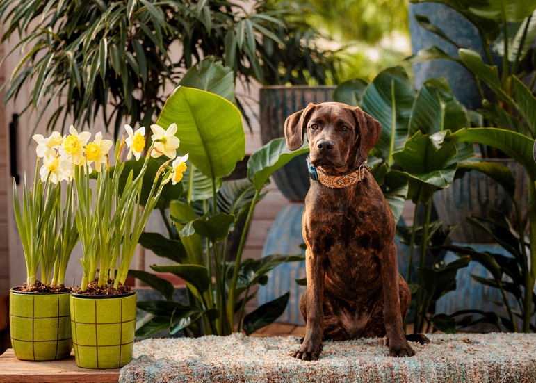 A brown brindle dog poses for a photo