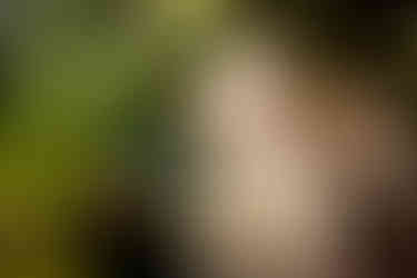 A sato dog poses for photos