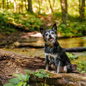 Scruffy black-and-white dog sits on a log by a forest stream, panting happily in warm sunlight.