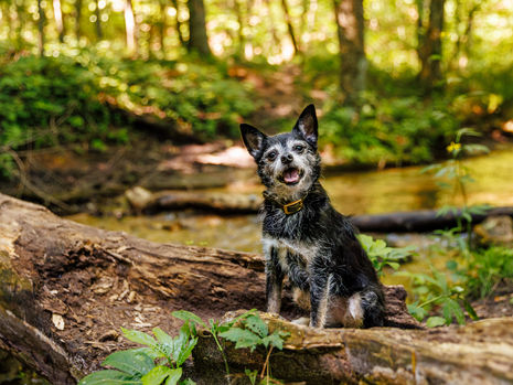 Scruffy black-and-white dog sits on a log by a forest stream, panting happily in warm sunlight.