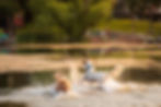 Two dogs playfully splash in a sunlit lake, creating arcs of water. Behind them is a blurred shoreline with greenery and cozy cabins.