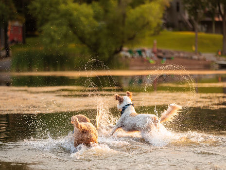 Two dogs playfully splash in a sunlit lake, creating arcs of water. Behind them is a blurred shoreline with greenery and cozy cabins.