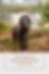 Large black dog on leash smiles against waterfall backdrop. Text: "The Ultimate Dog-Friendly Guide to Ely, MN". Greenery surrounds.