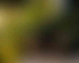 A cat poses for a photo