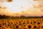 Sunflower field at sunset, vibrant yellow blooms fill the foreground. A warm, golden sky with scattered clouds creates a serene mood.