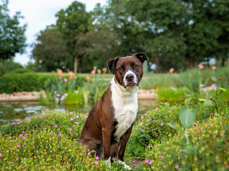 Dog-Friendly Parks in Minnesota: Como Regional Park
