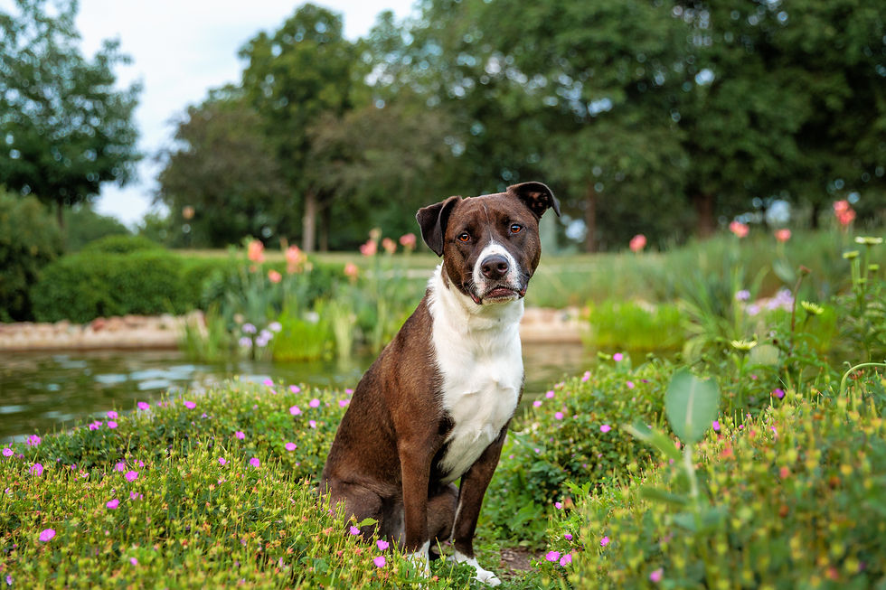 Brown and white dog sitting in a garden with vibrant pink and green plants, a pond, and trees in the background. Calm and serene setting.
