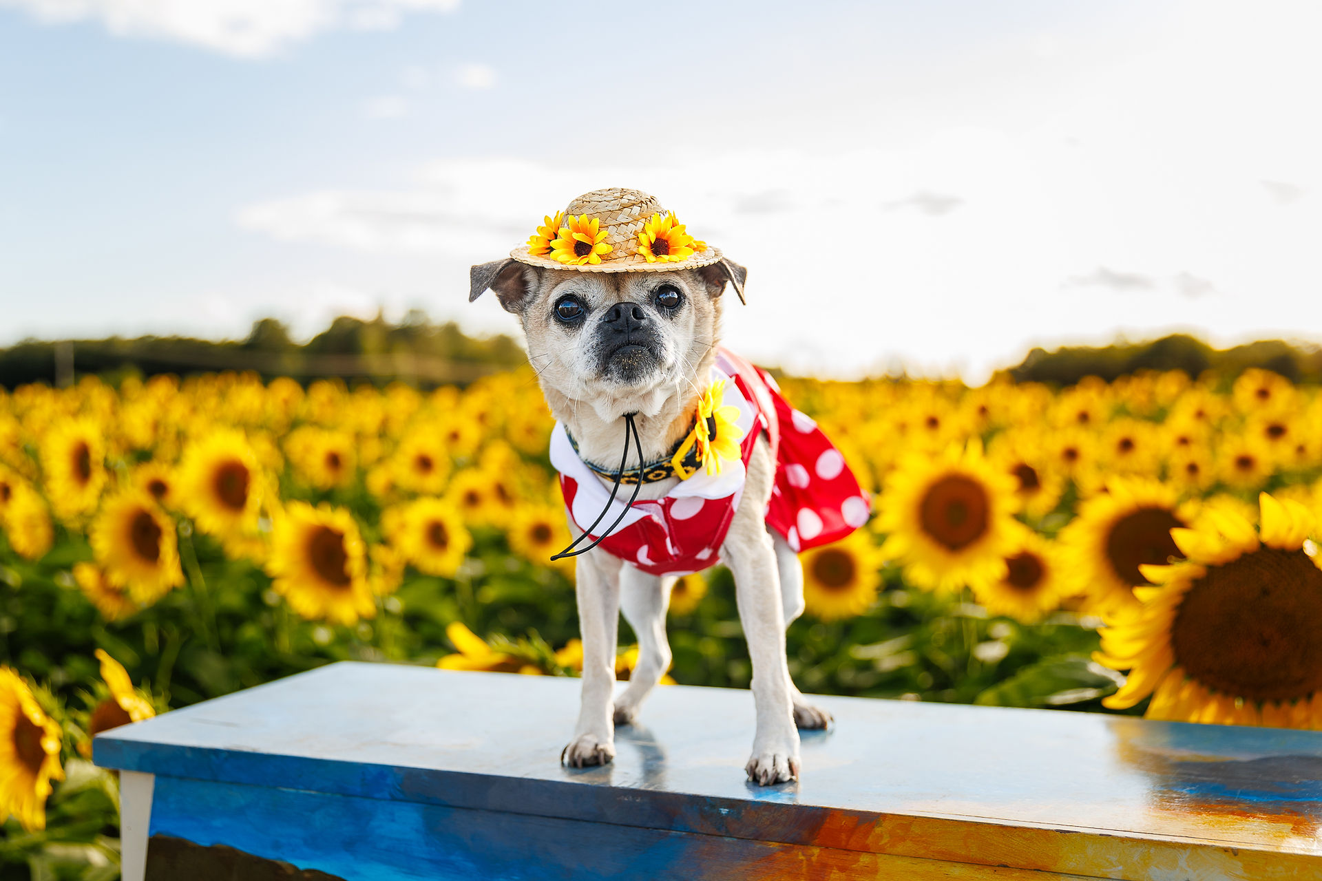 A dog dressed up in a field of sunflowers.