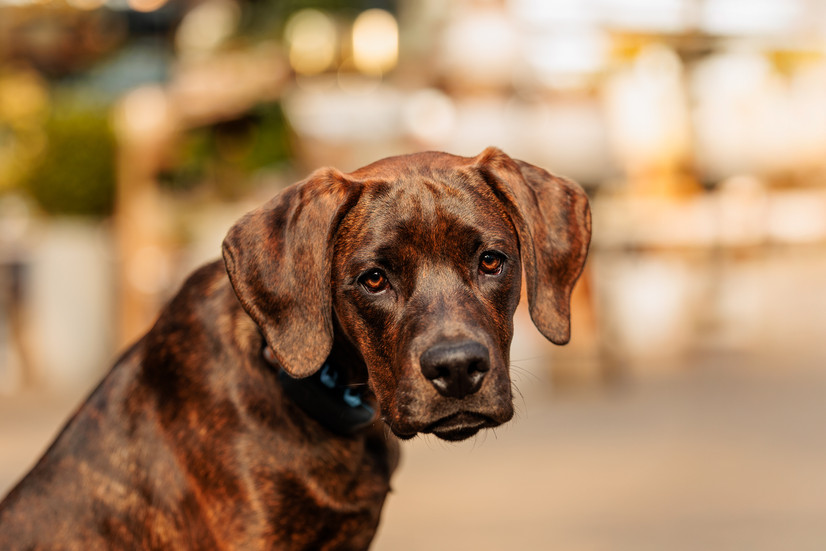 A brown brindle dog poses for a photo