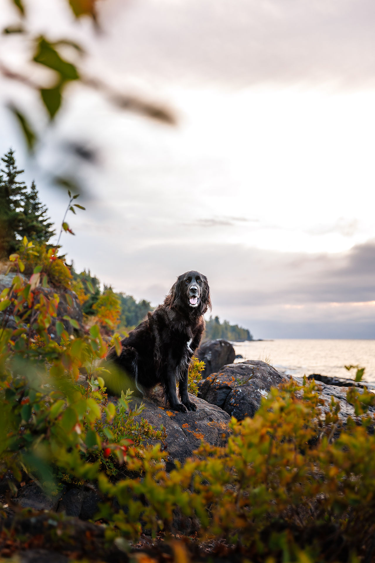 A black dog sits on a rugged North Shore cliffside framed by foliage