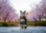 Dog with a yellow collar sits on a stone path, surrounded by blooming pink cherry trees. Peaceful, natural setting at dawn.