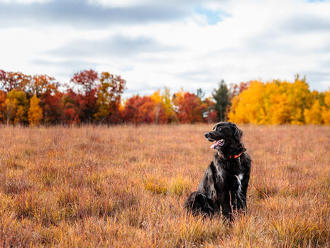 Fall is for the Dogs: The Ultimate Guide to Twin Cities Pet Events This Fall (2024)