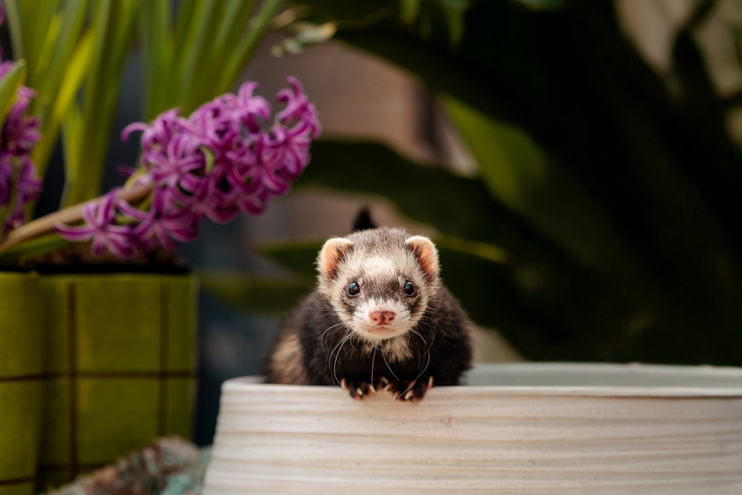 Ferrets pose for photos