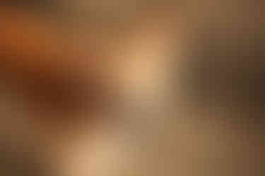 A foxy dog poses for photos in a greenhouse