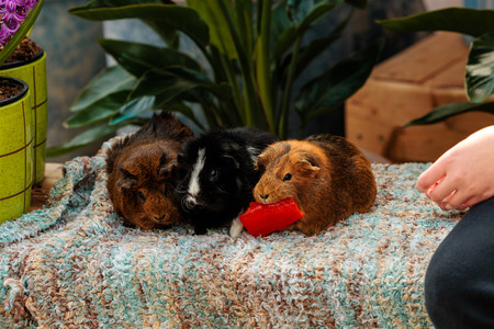 Behind the scenes photo from tonkadale foster photo event