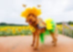 Dog in sunflower costume with butterfly wings stands on a platform in a sunflower field. Butterflies hover above. Bright, cheerful scene.