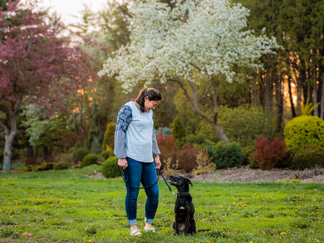 Woman in jeans admires a black dog on a leash in a blossoming park at sunset. The scene is peaceful, with vibrant green and pink foliage.