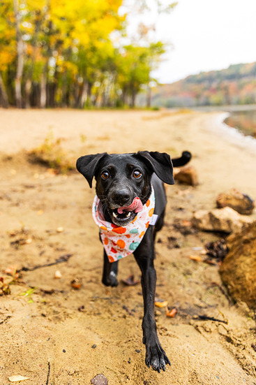 St. Croix Boom Site Dog-Friendly