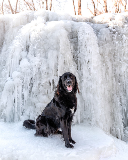 A black dog stands in front of a frozen waterfall.