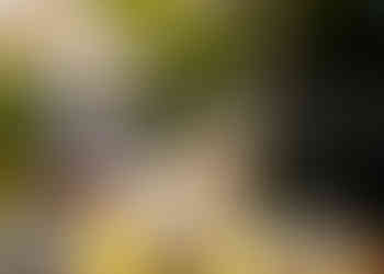 A sato dog poses for photos